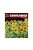 Diopark - Sunflower
