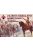 Red Box - Jacobite Rebellion.Jacobite Cavalry.Prince Lifeguard a.FitzJames Horse Regiment