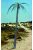 Royal Model - Palm tree