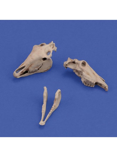 Royal Model - Horse skulls