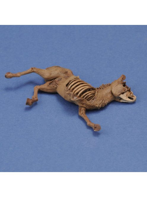 Royal Model - Donkey carcass